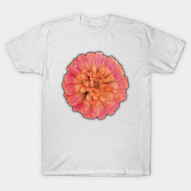 Pink and Peach Flower on the Edge of Decay - Photograph Art -  Digital Image Cut-out into a fun graphic perfect for stickers, notebooks, greeting cards, pillows and more T-Shirt by cherdoodles